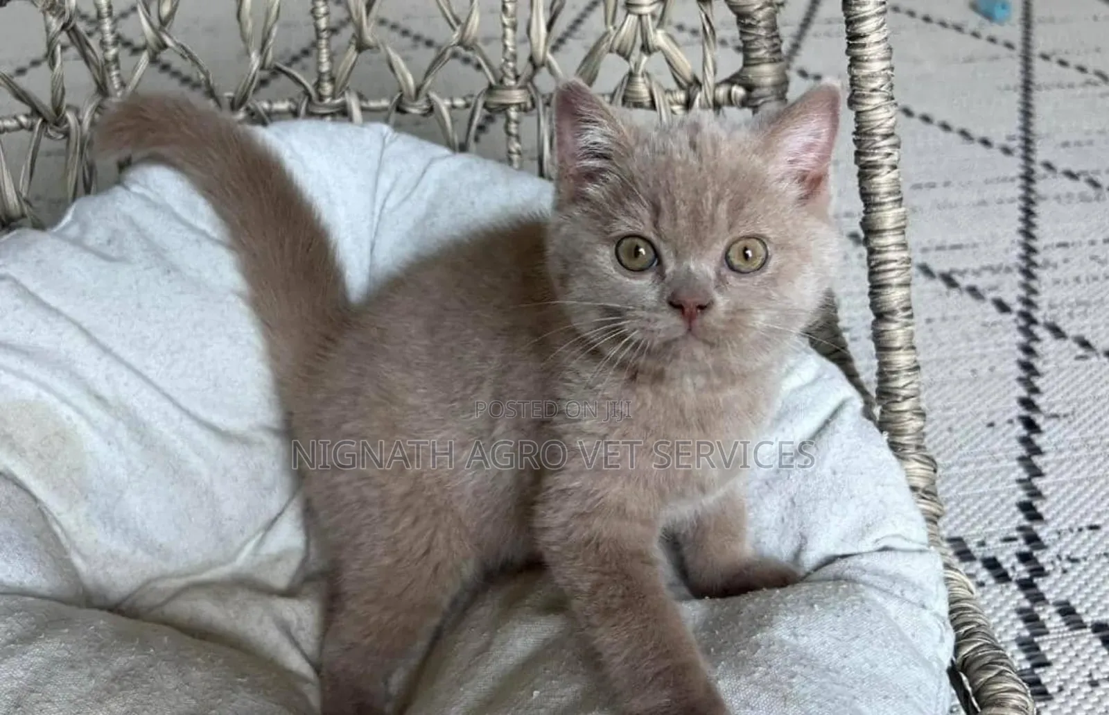 1-3 months Female Purebred British Shorthair