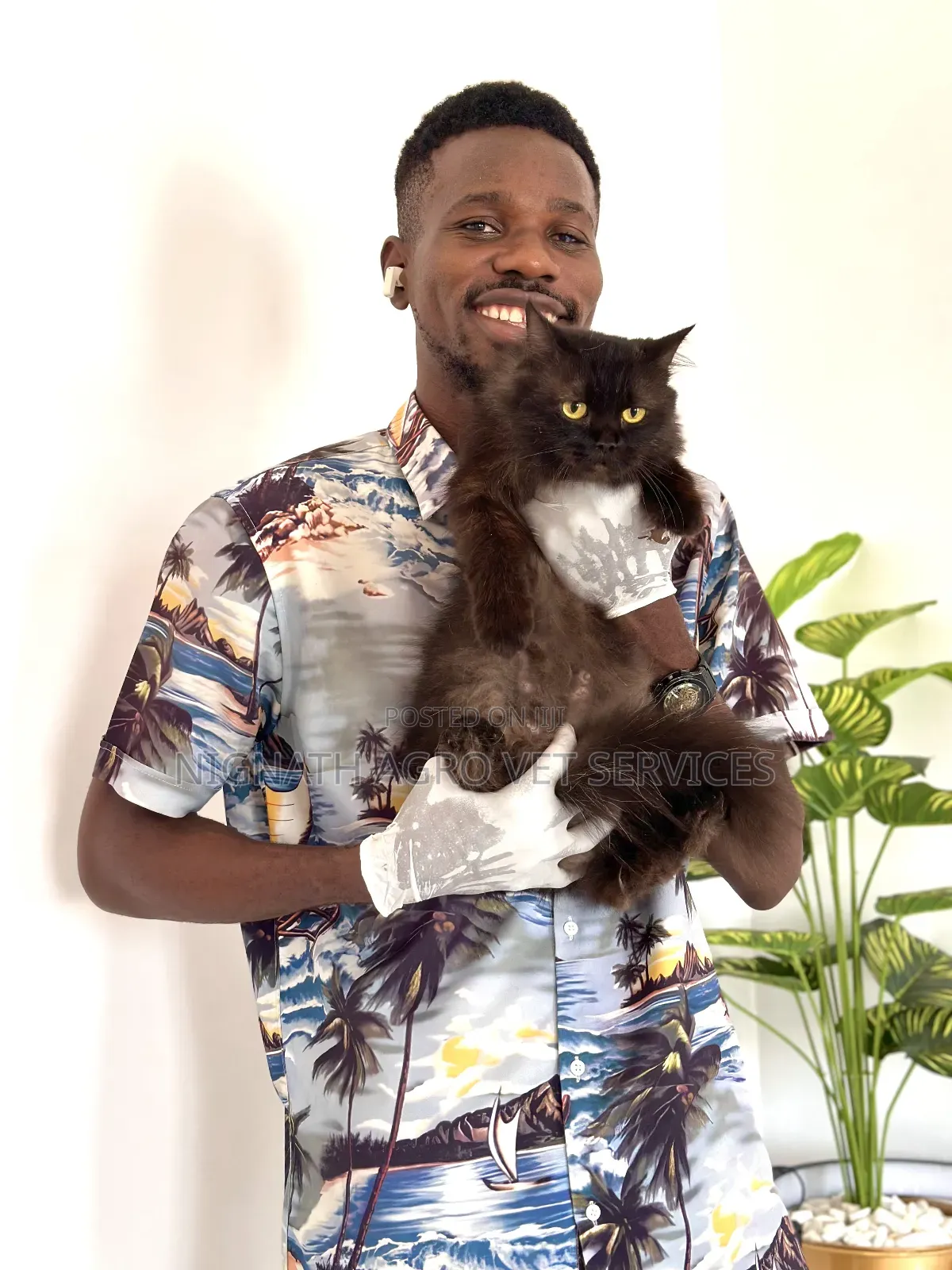 1-3 months Female Purebred British Shorthair