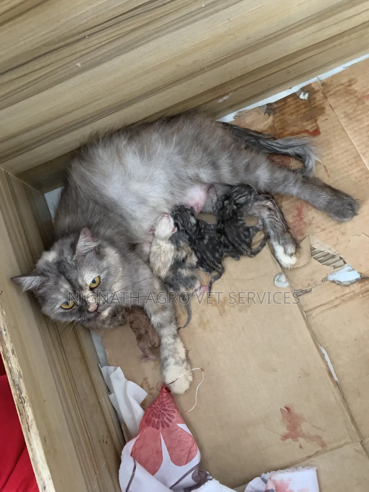 1-3 months Female Purebred British Shorthair