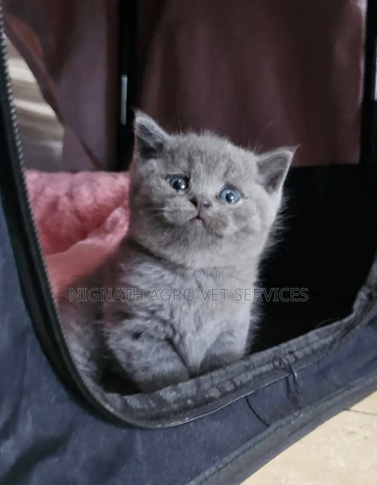 1-3 months Female Purebred British Shorthair