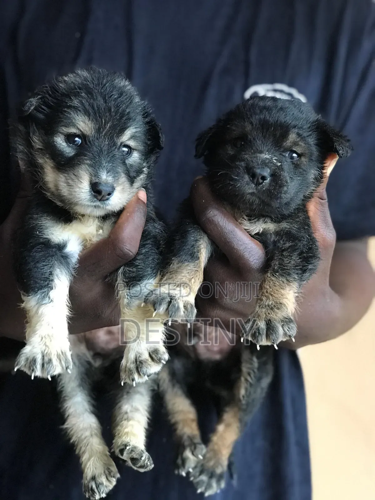 1-3 months Female Purebred German Shepherd