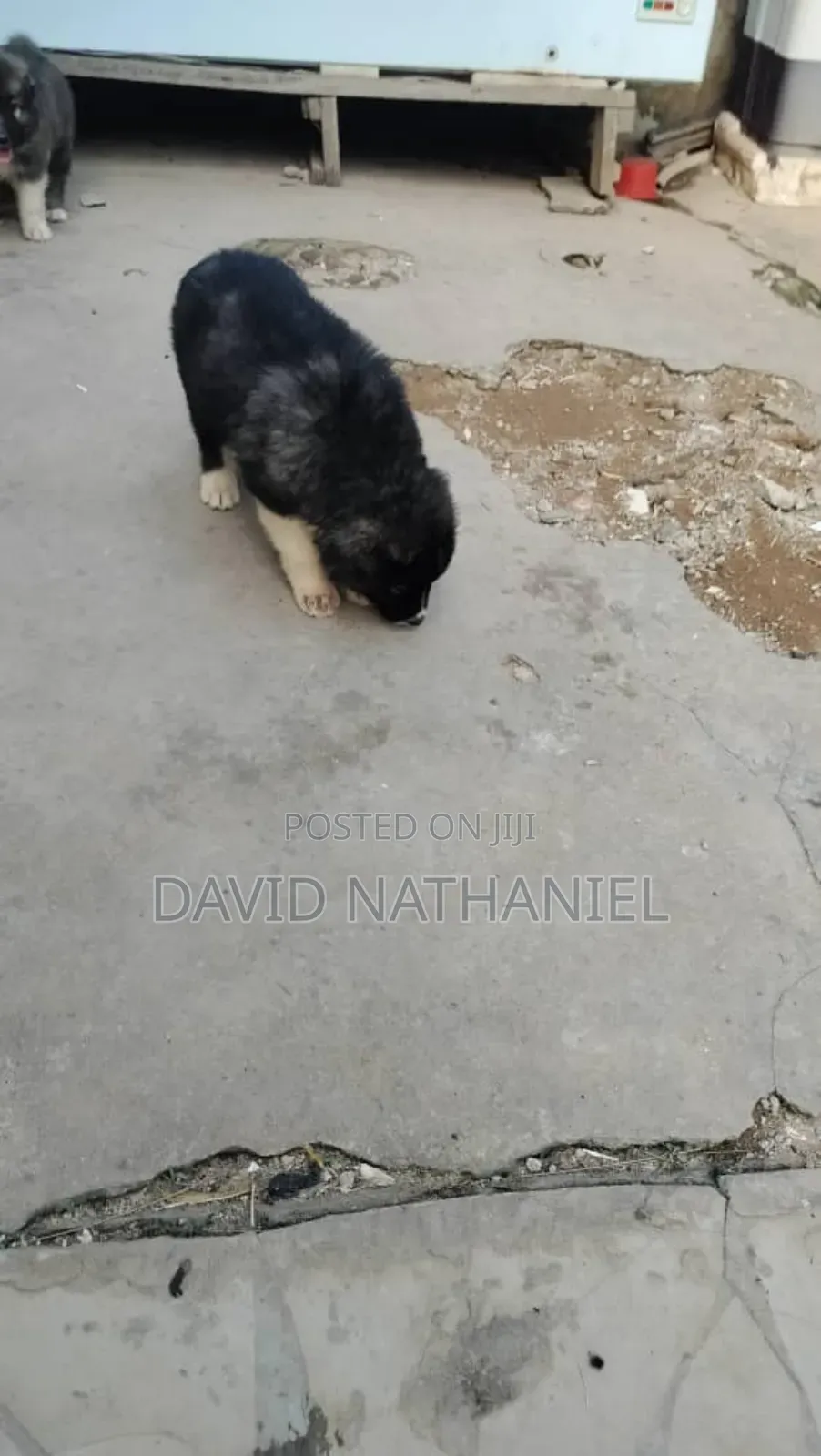 1-3 months Male Purebred Caucasian Shepherd