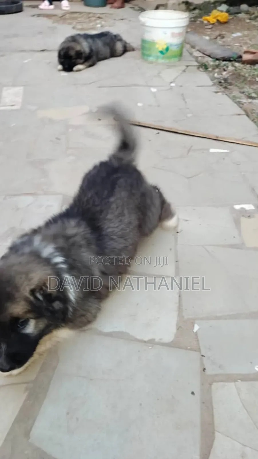 1-3 months Male Purebred Caucasian Shepherd