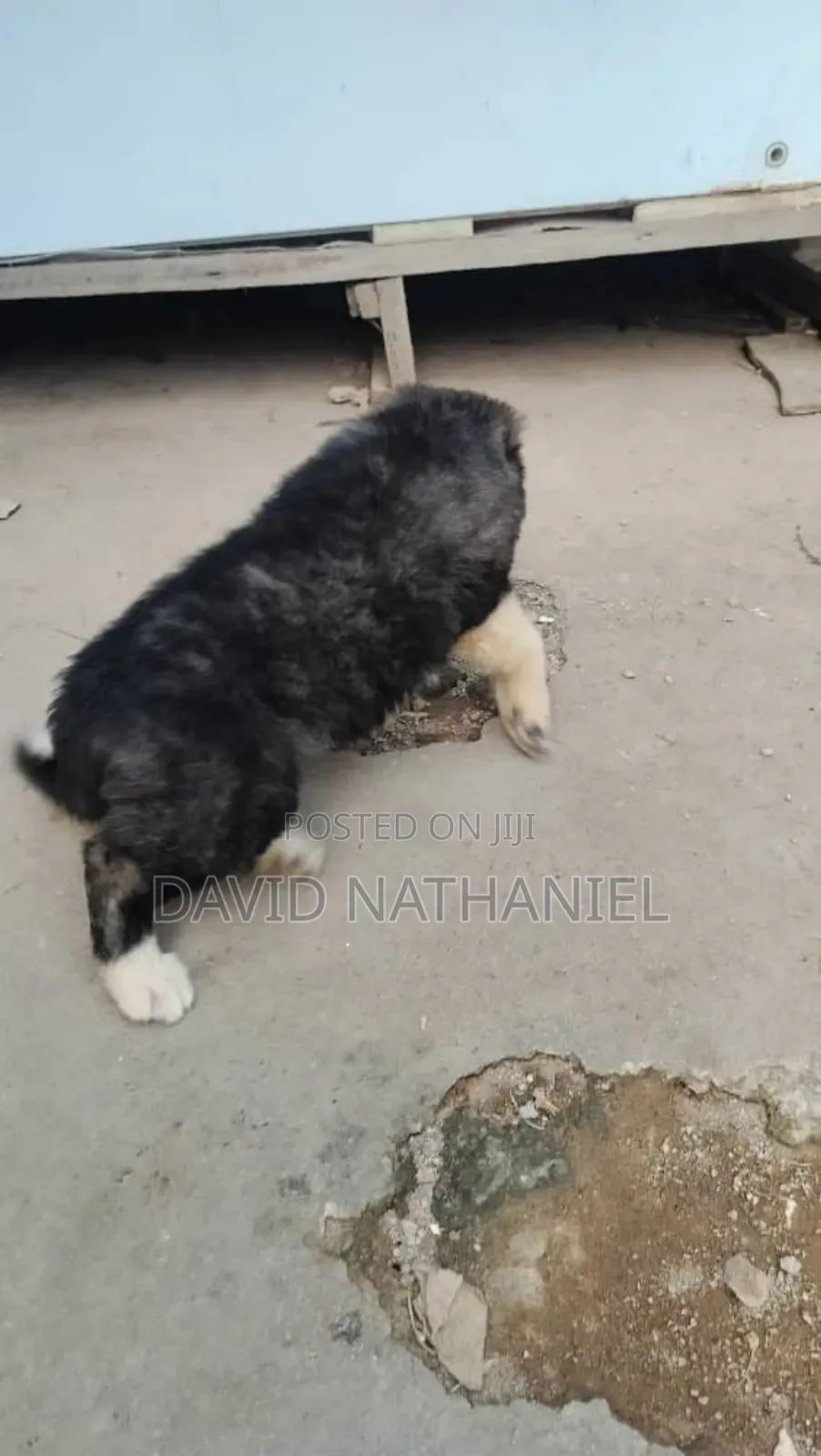 1-3 months Male Purebred Caucasian Shepherd