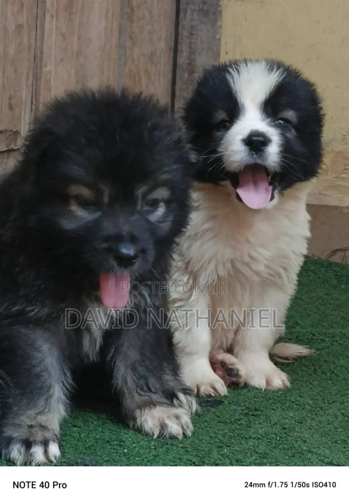 1-3 months Male Purebred Caucasian Shepherd