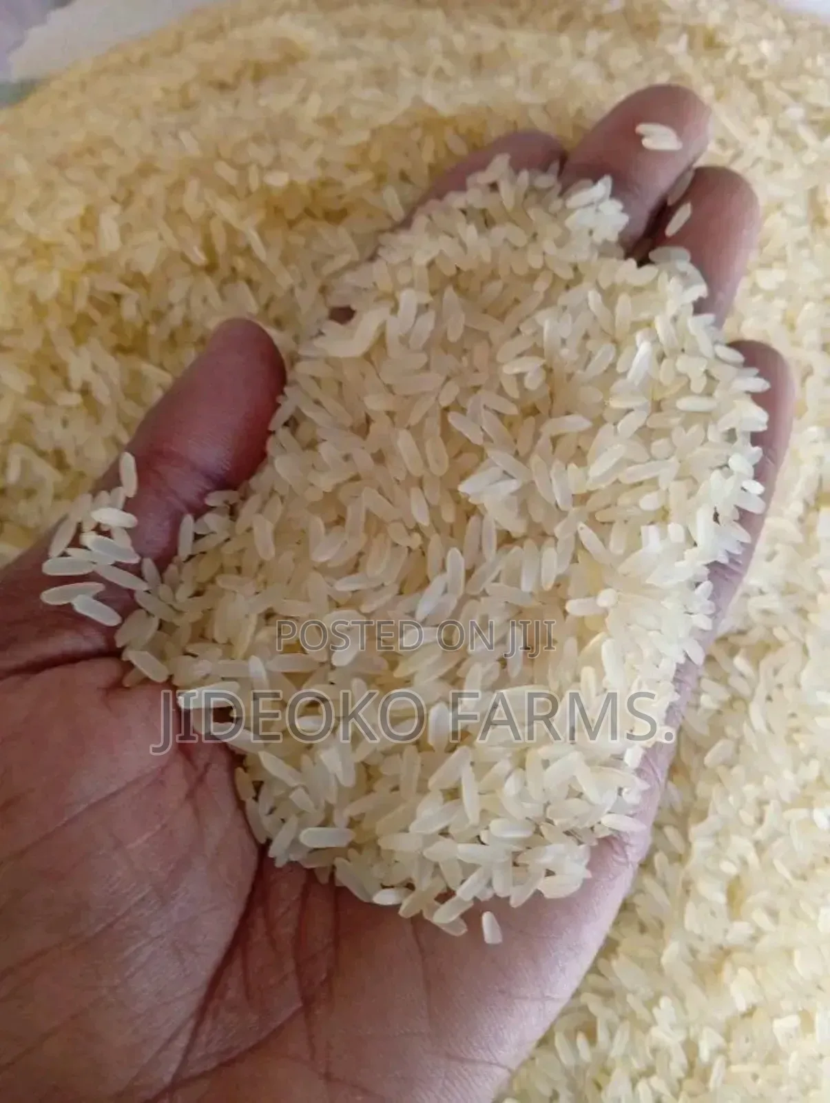 Royal Stallion Rice" 50kg" (12 Half Painters)