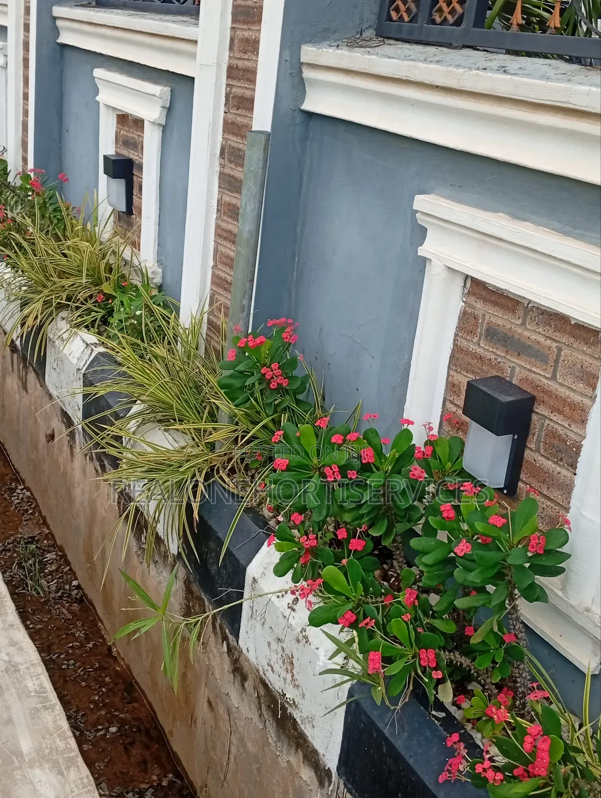 Transform Your Outdoor Spaces With Beautiful Live Plants and Flowering