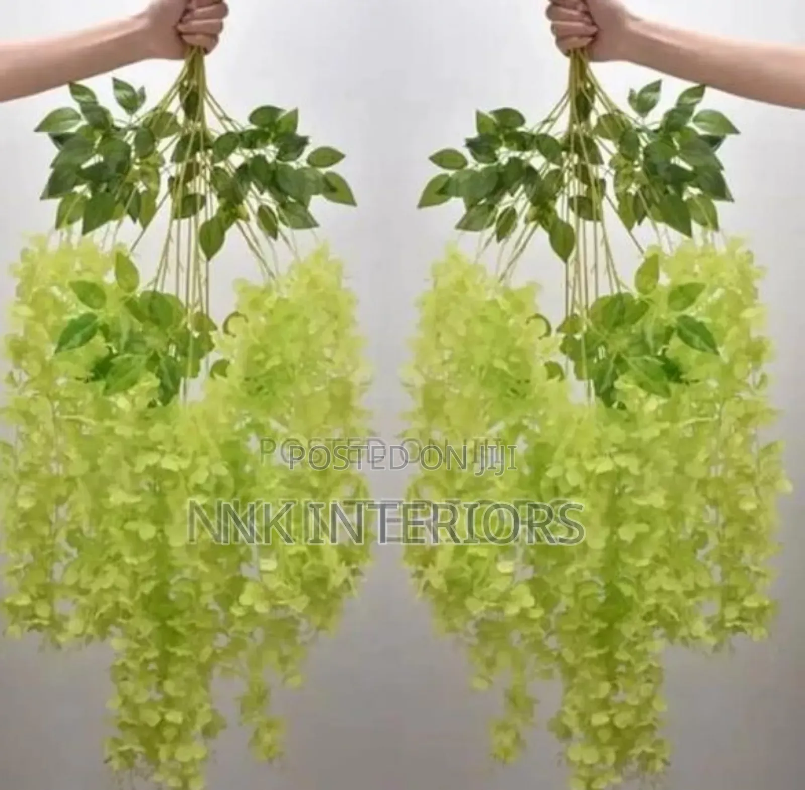 Spanich Wisteria Flowers