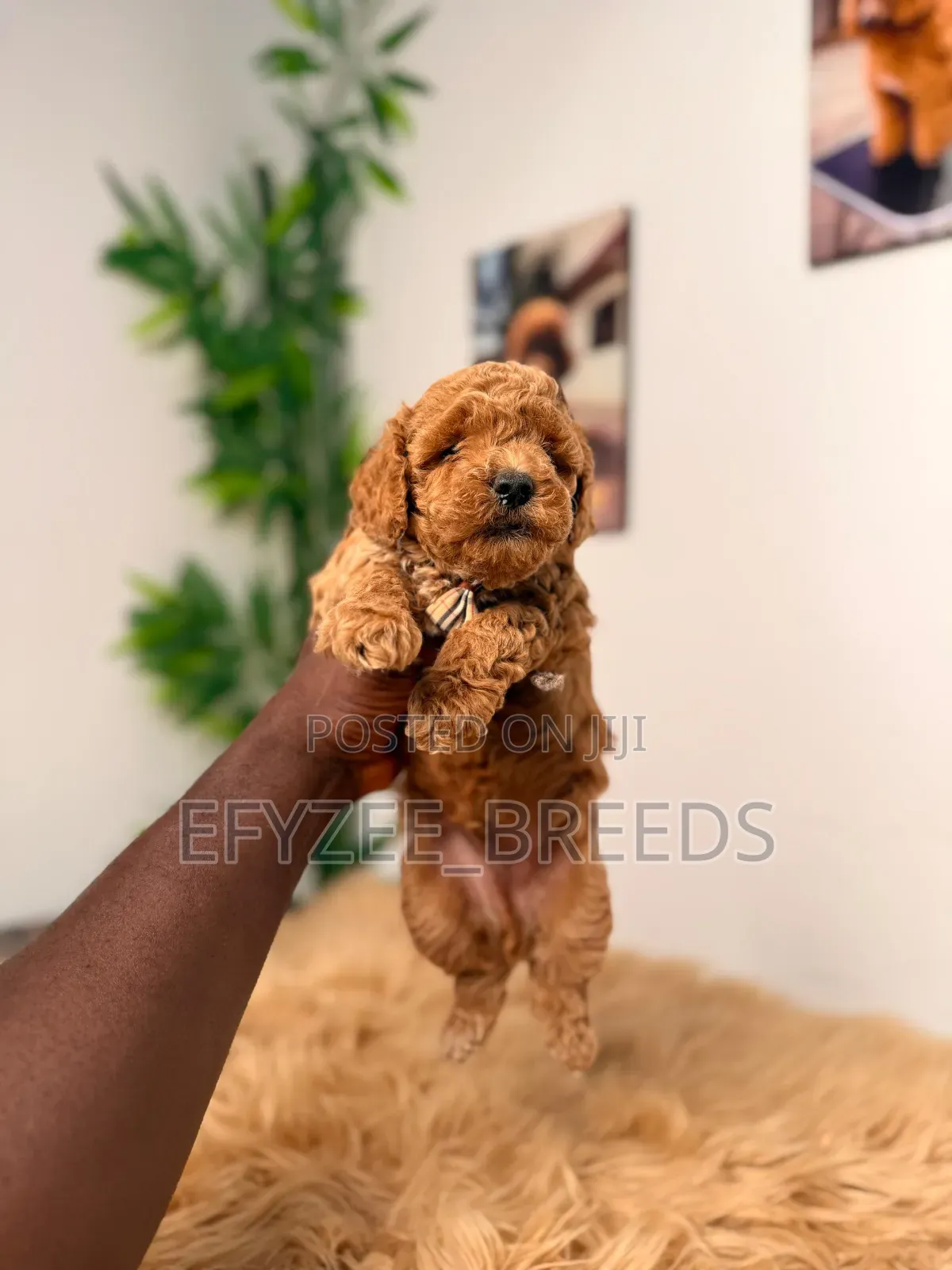 1-3 months Female Purebred Poodle