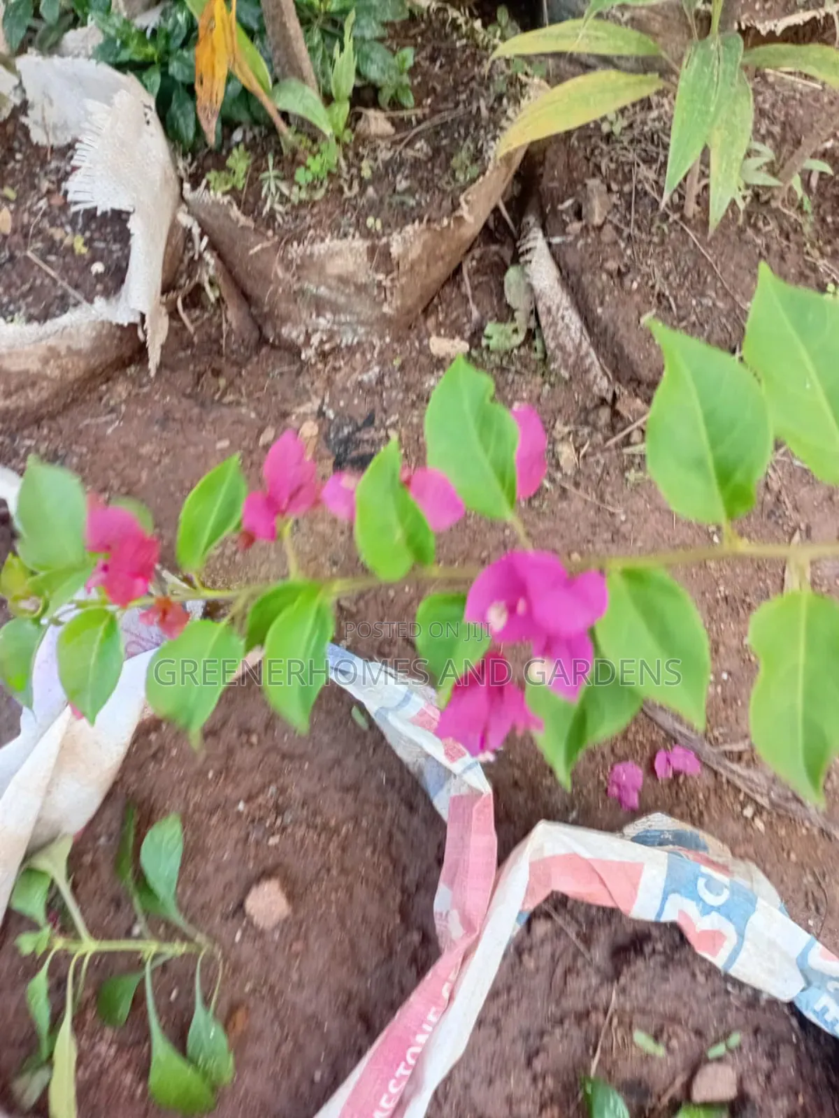 Bougainvillia Flower