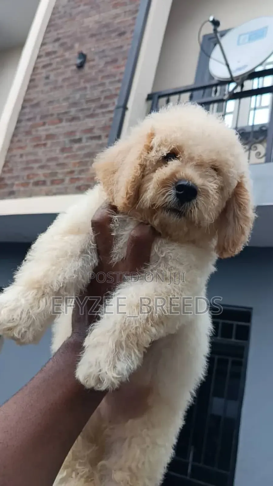 1-3 months Male Purebred Poodle