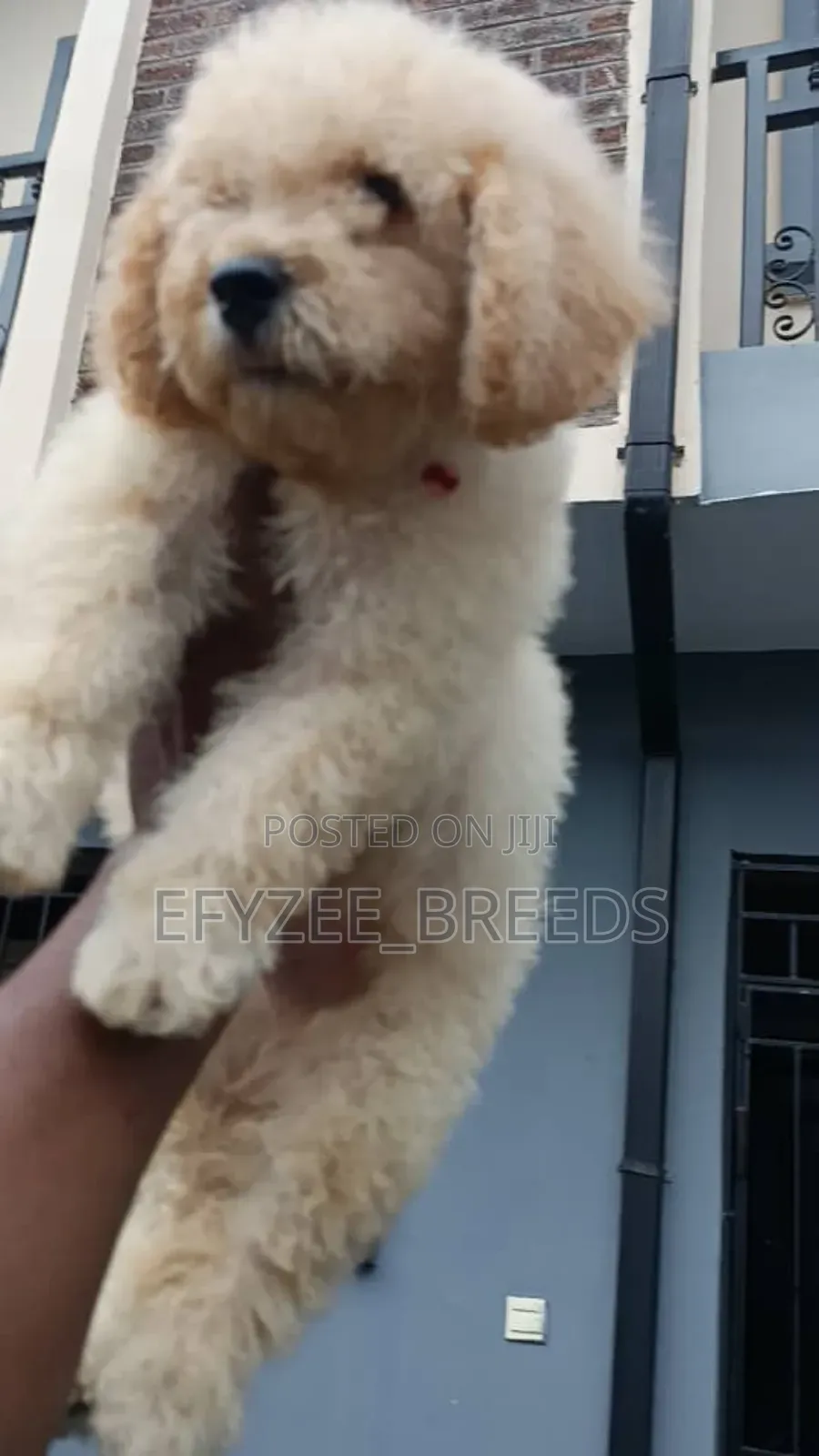 1-3 months Male Purebred Poodle