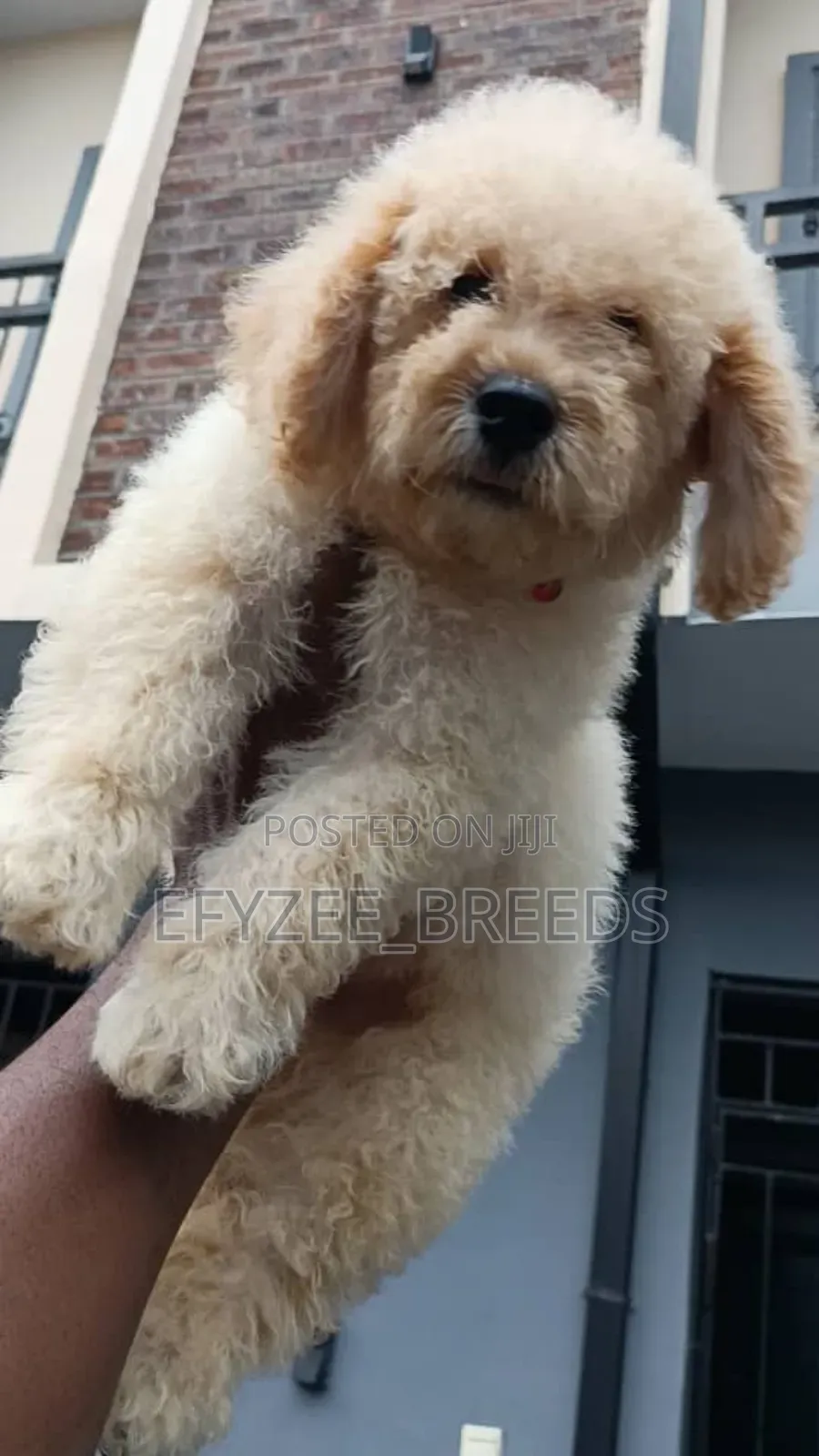 1-3 months Male Purebred Poodle