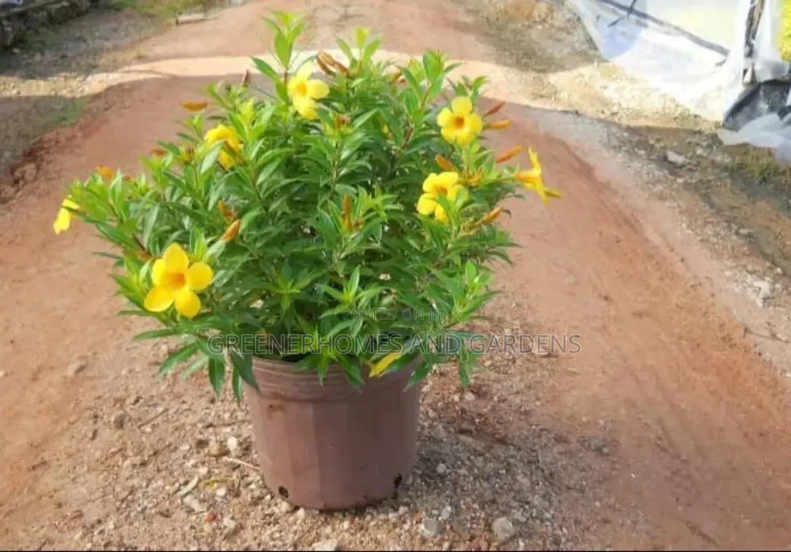 Yellow Allamanda