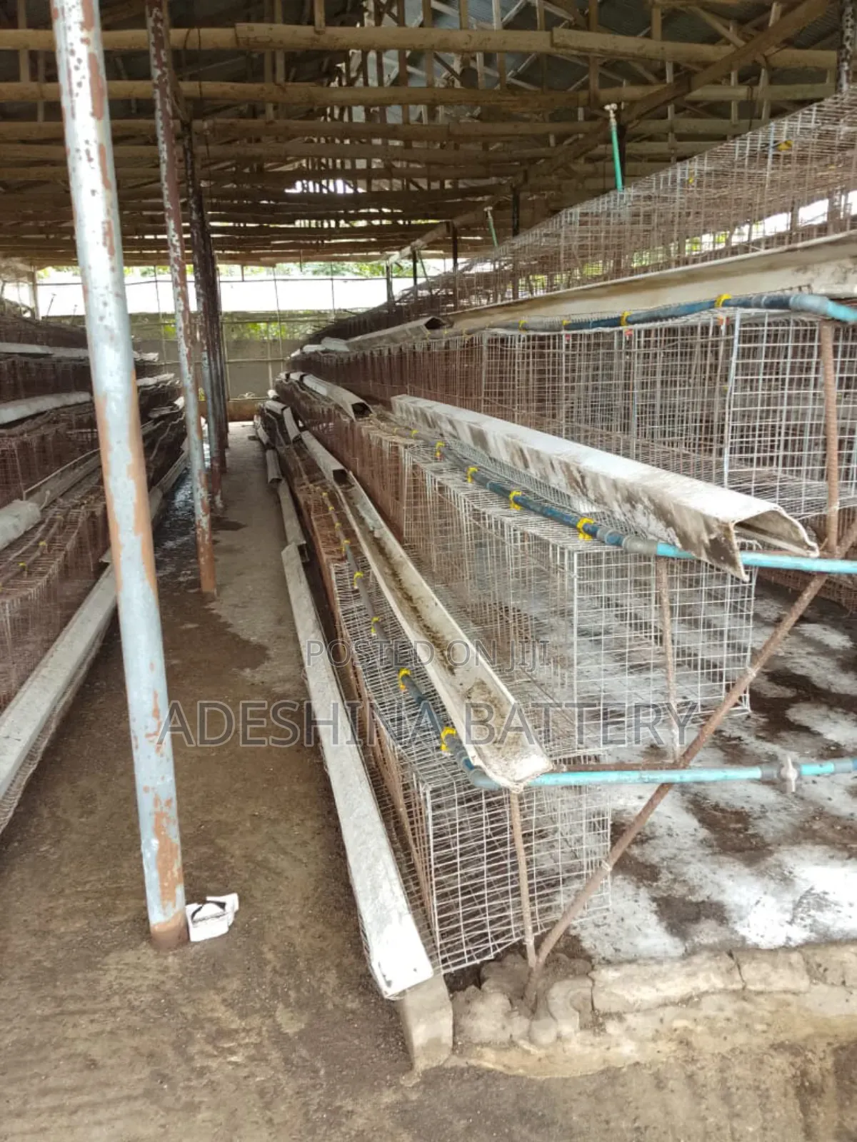 Used Battery Cages for Your Chicken