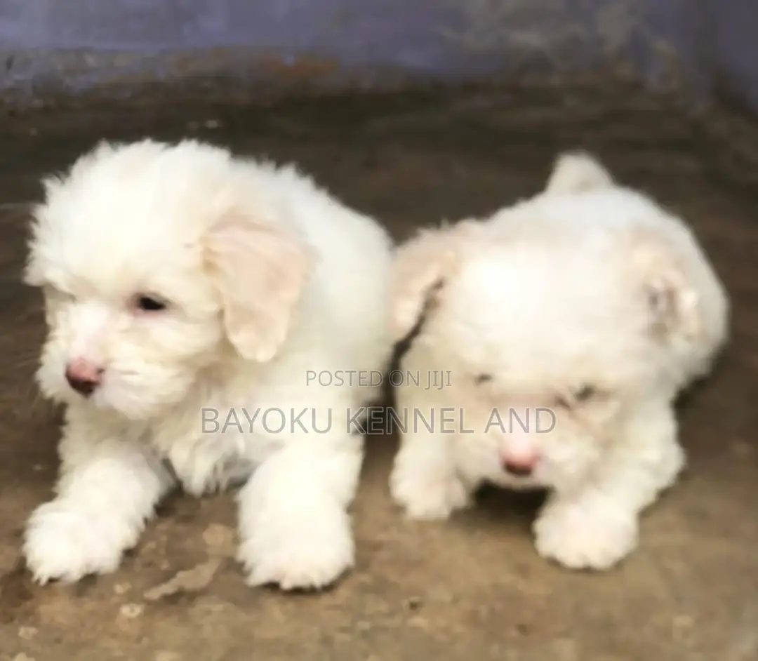 1-3 months Female Purebred Lhasa Apso