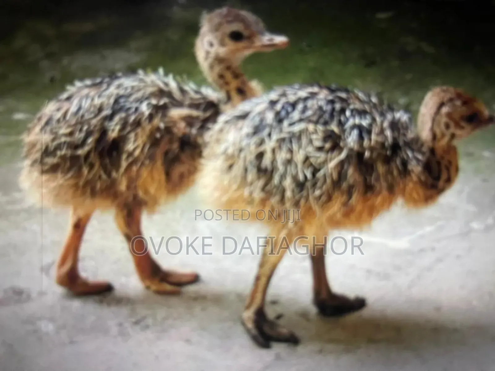 The Biggest Bird On Earrh : The Ostrich