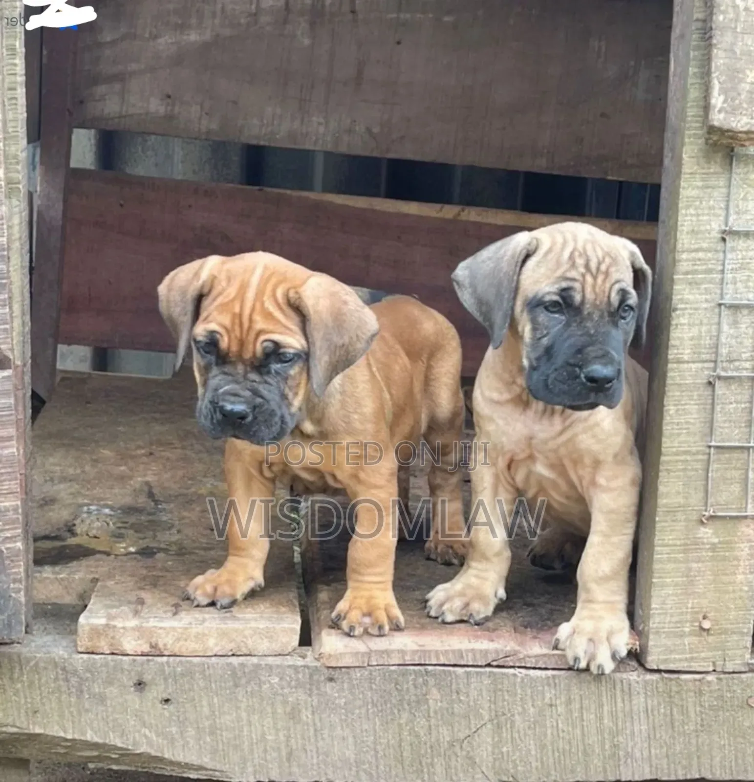 1-3 months Female Purebred Bullmastiff