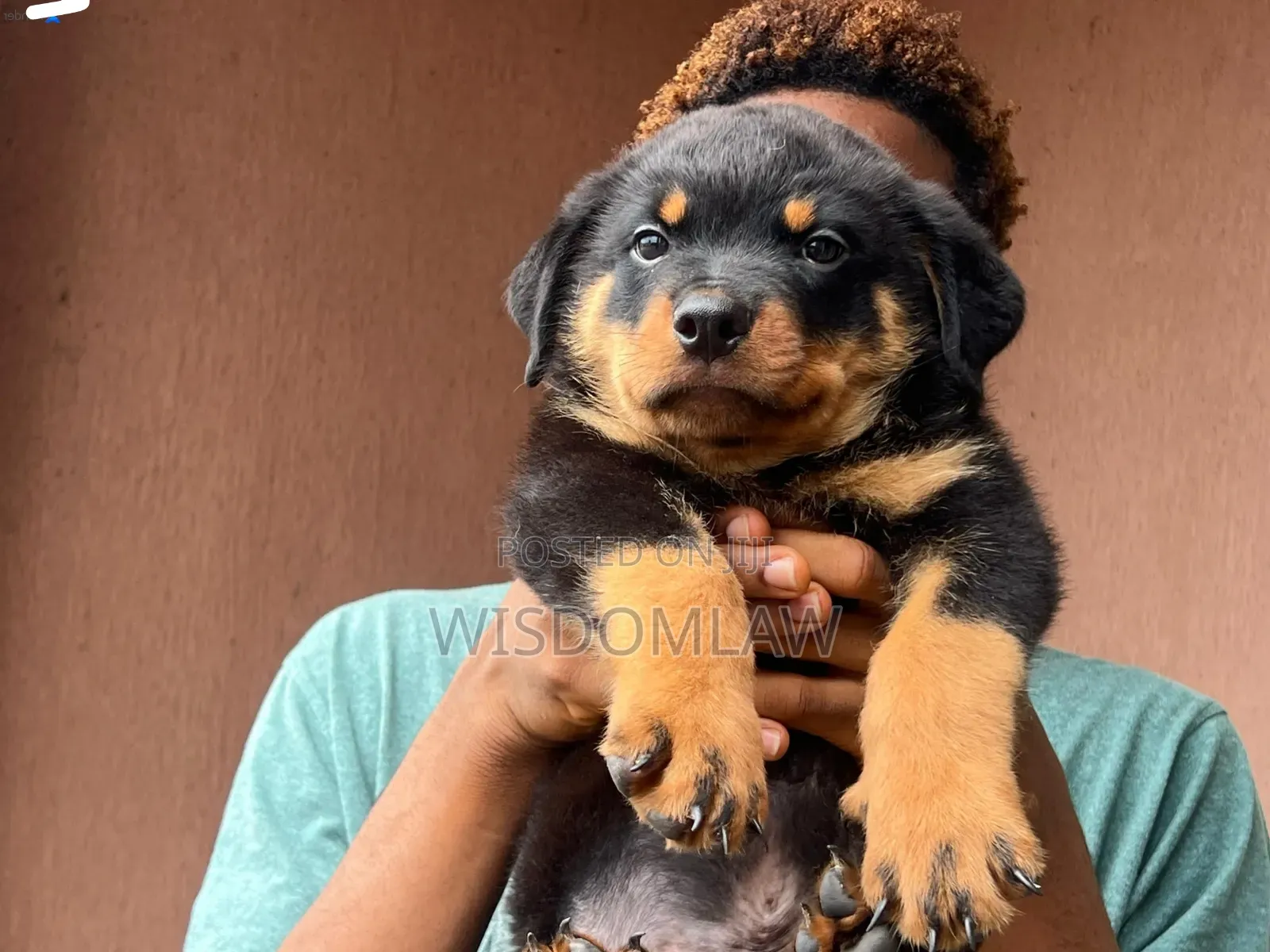 1-3 months Male Purebred Rottweiler