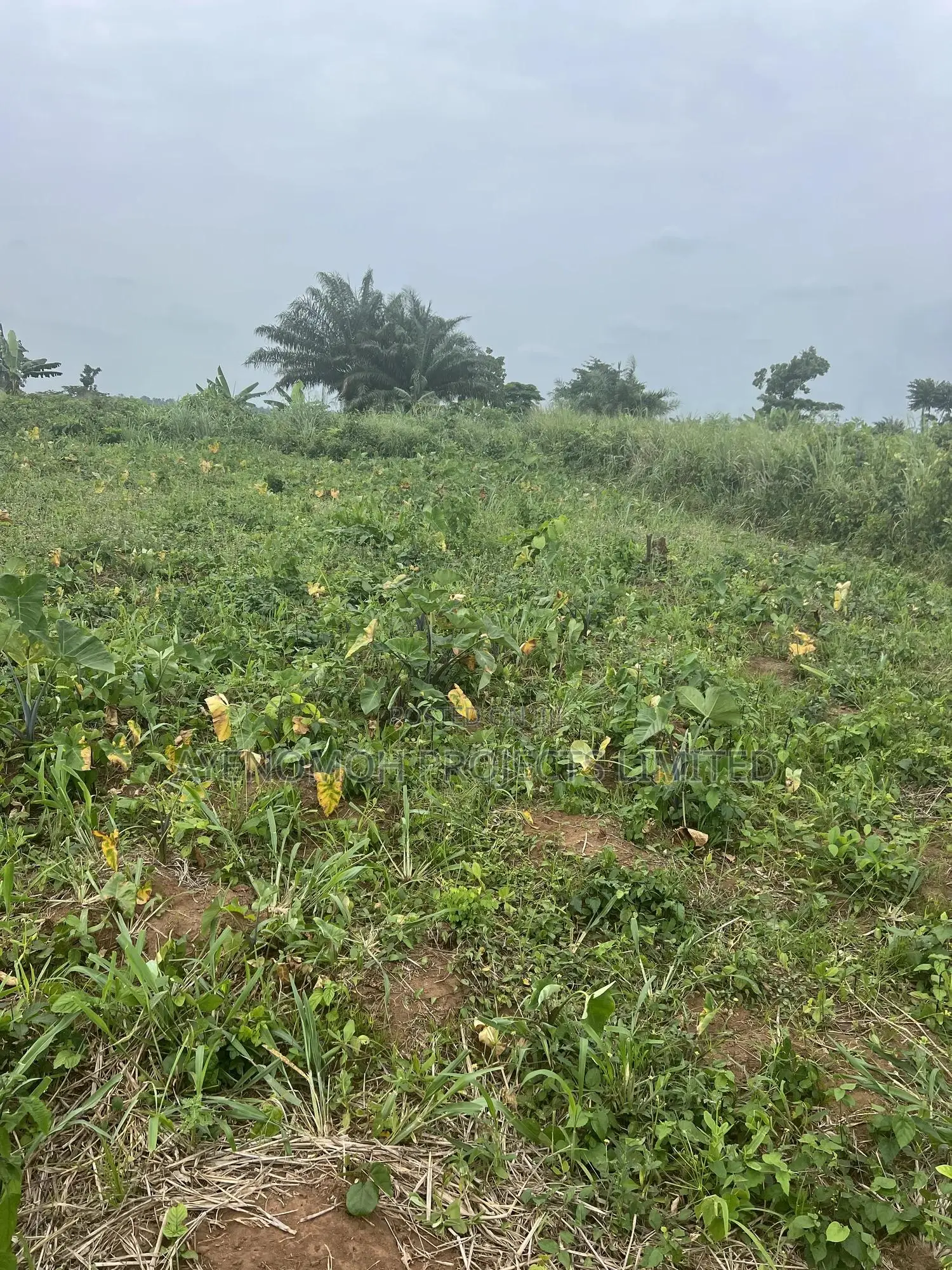 1 Acre of Farmland for Sale