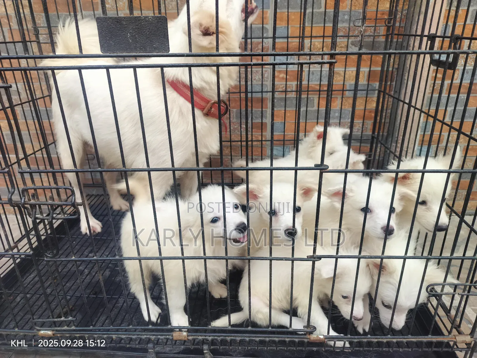 1-3 months Male Purebred American Eskimo