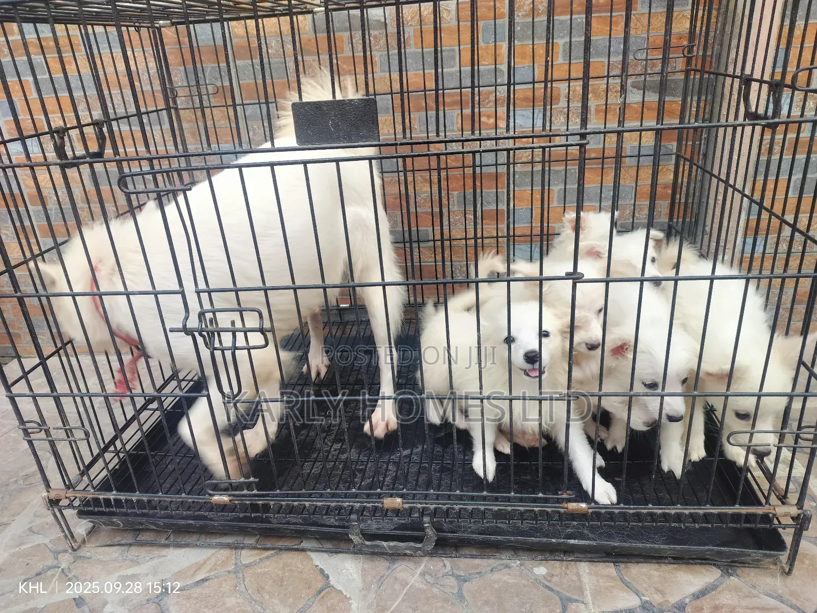 1-3 months Male Purebred American Eskimo