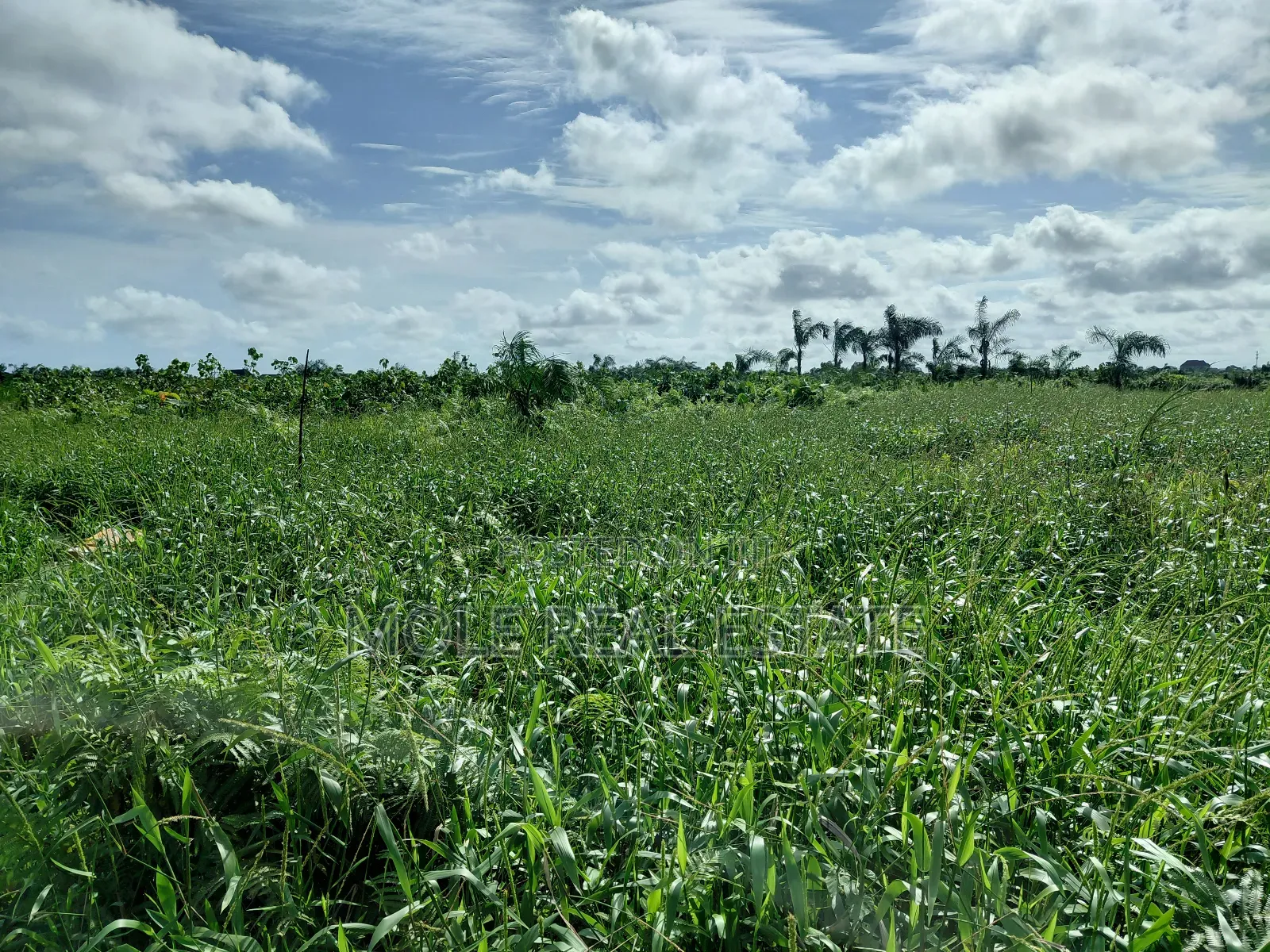 7 Acers of Virgin Land Owode Elede Mile 12 Along