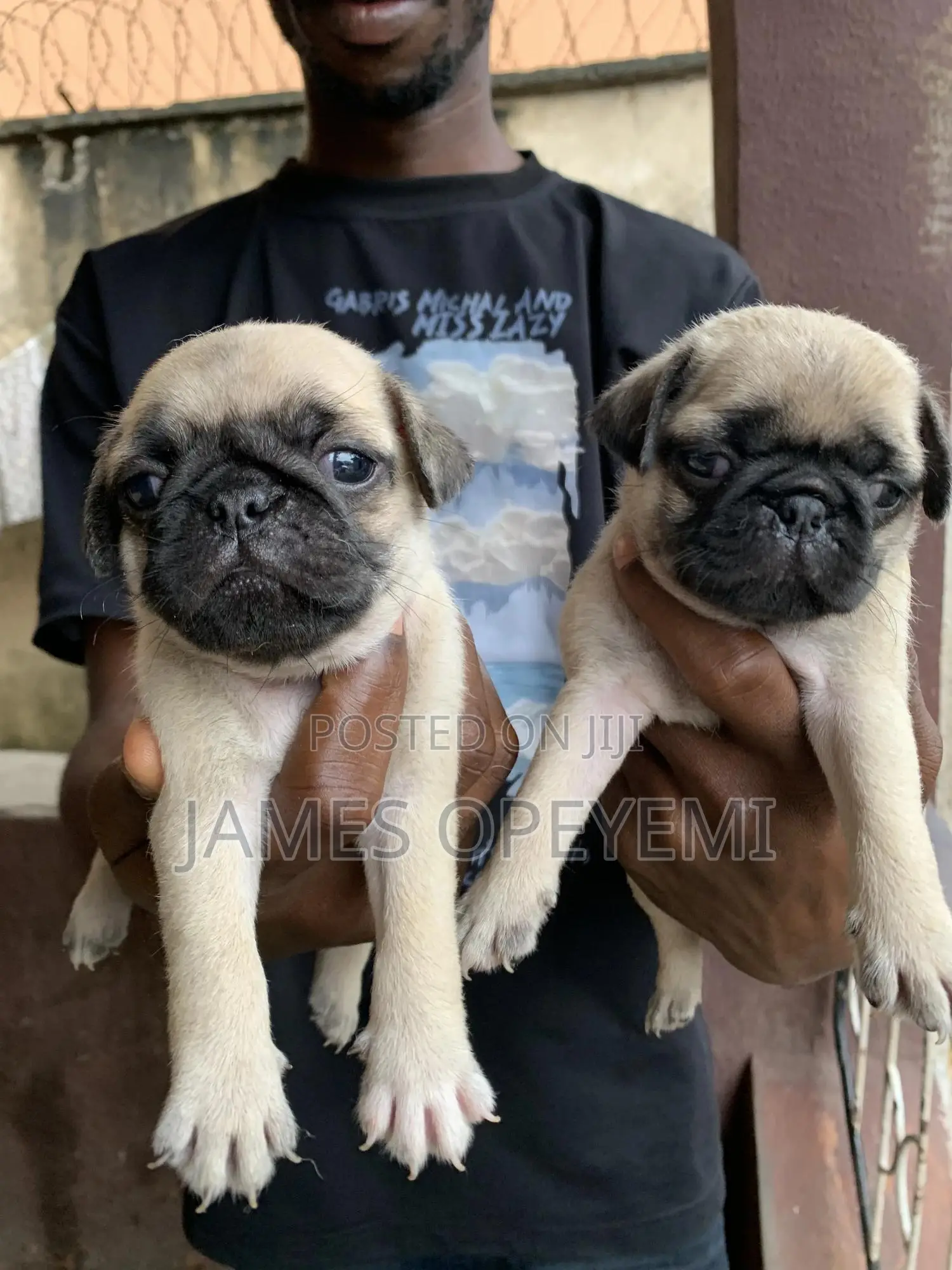 1-3 months Female Purebred Pug