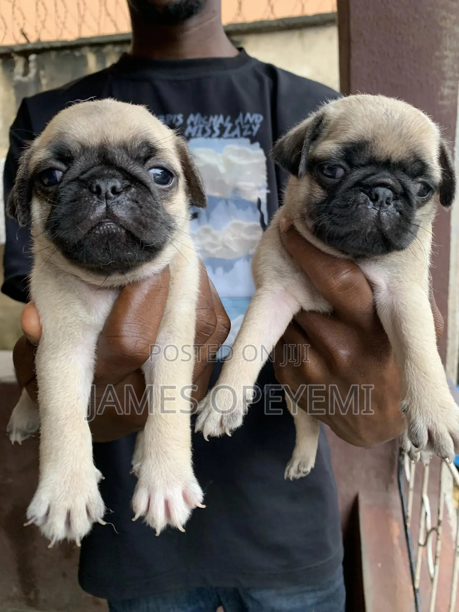 1-3 months Female Purebred Pug