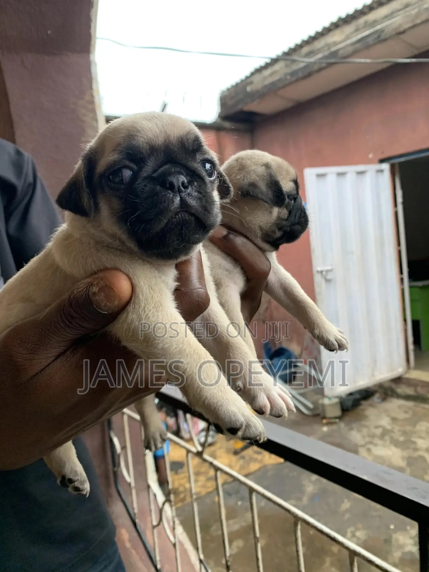 1-3 months Female Purebred Pug
