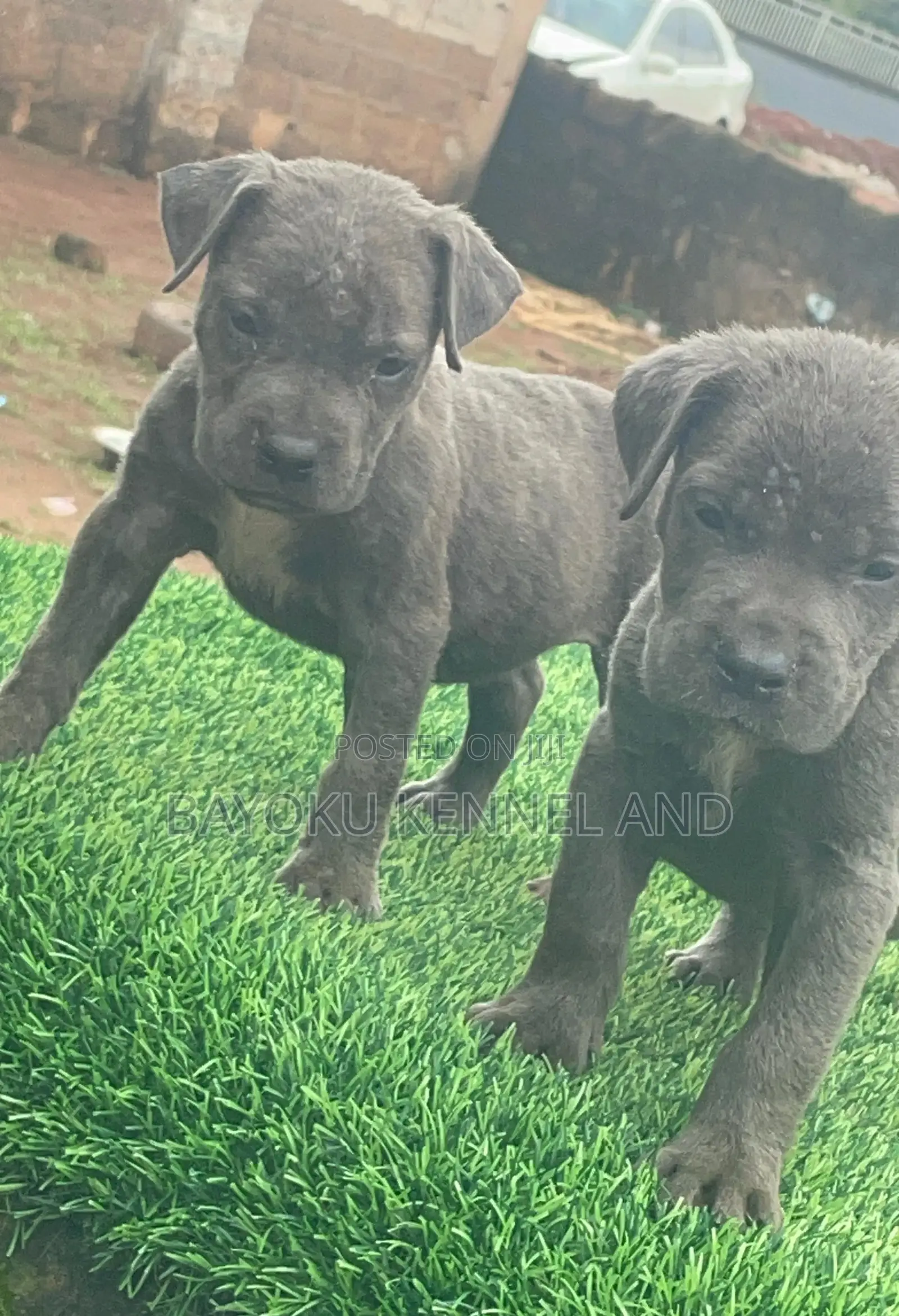 1-3 months Female Purebred Cane Corso