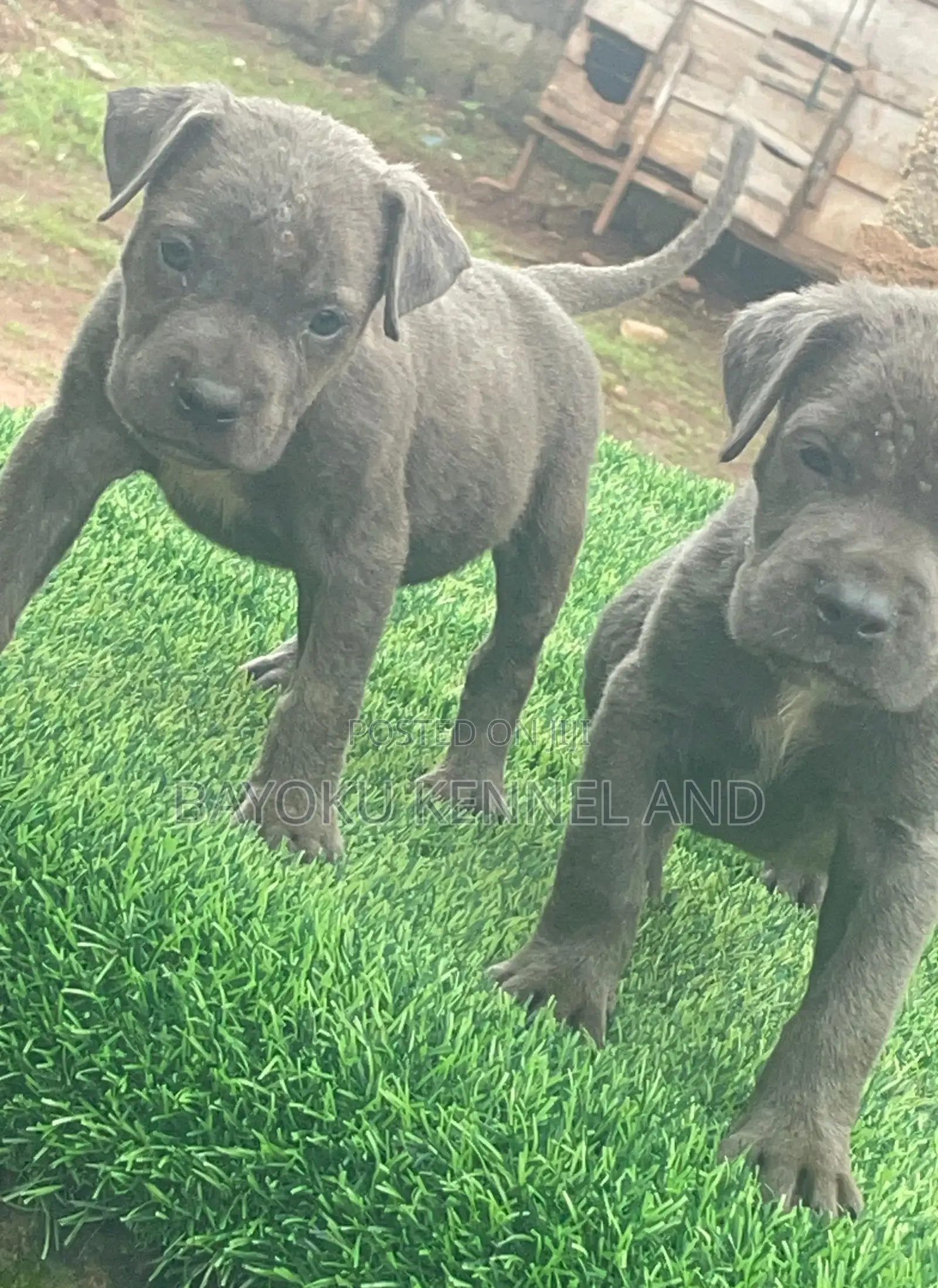 1-3 months Female Purebred Cane Corso