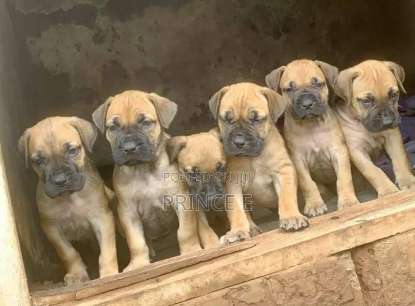 1-3 months Female Purebred Boerboel