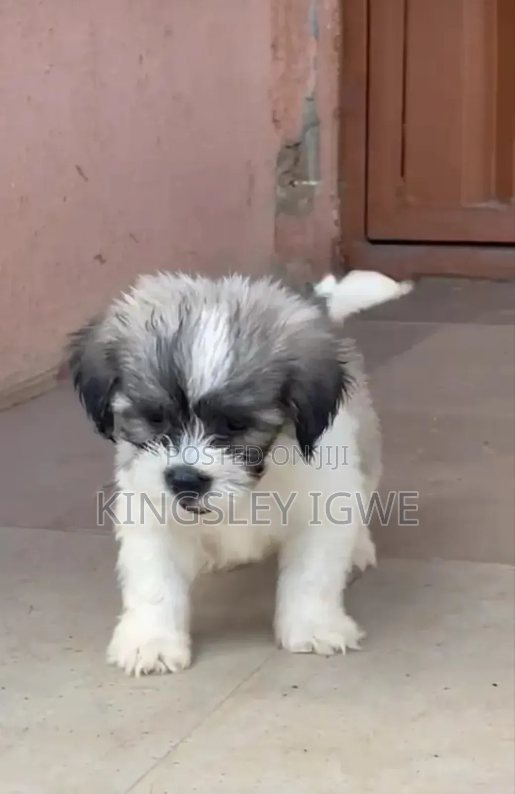 1-3 months Male Purebred Lhasa Apso