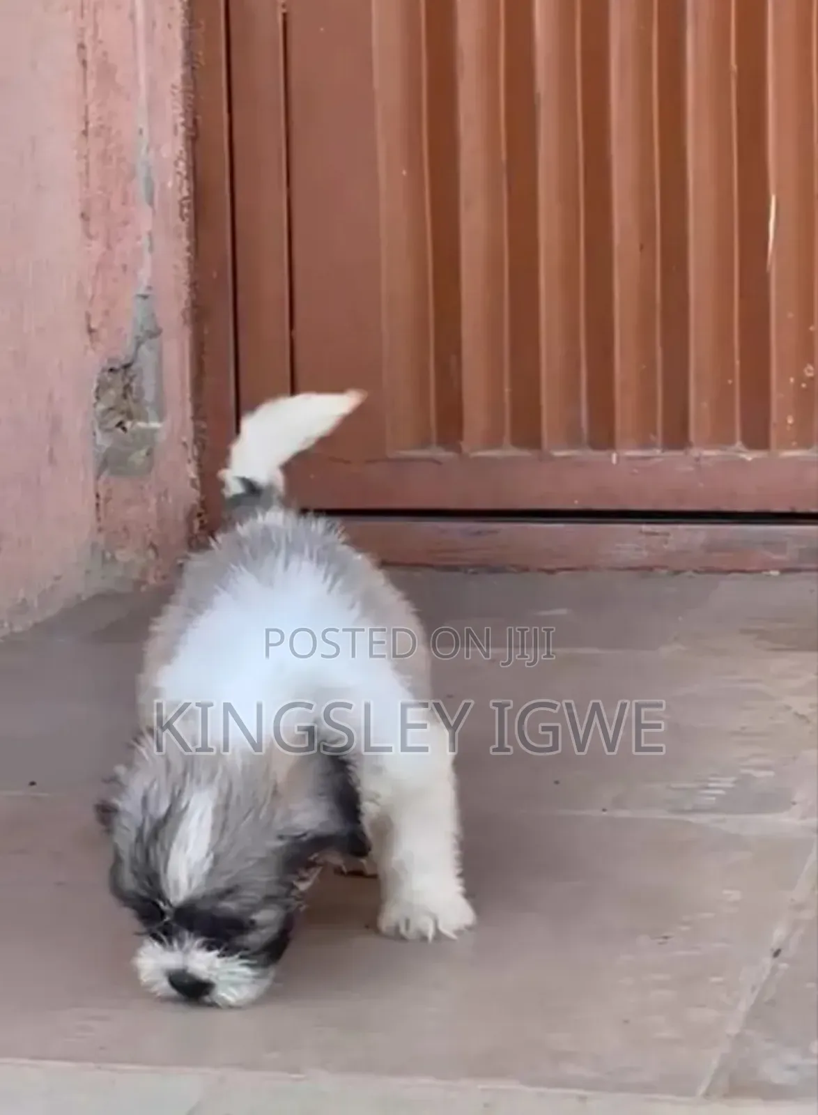 1-3 months Male Purebred Lhasa Apso