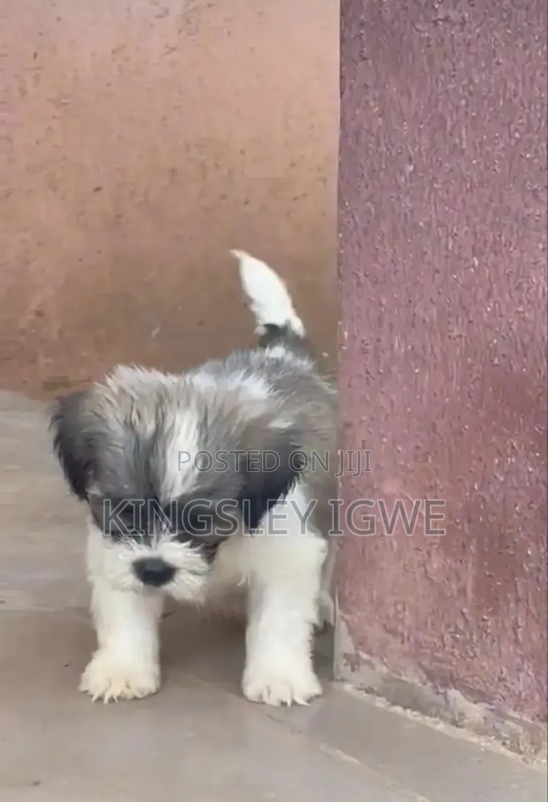 1-3 months Male Purebred Lhasa Apso