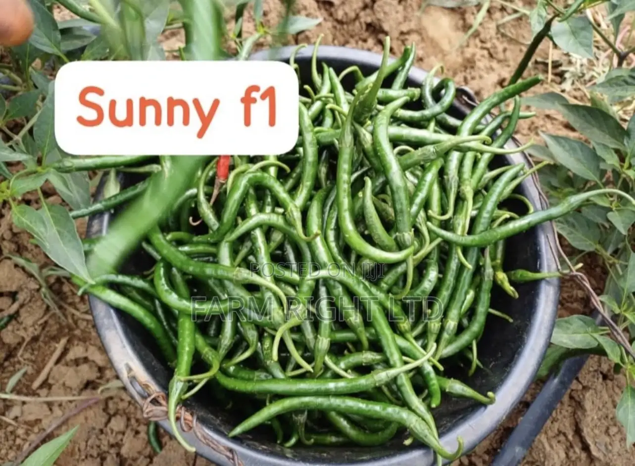 Hot Pepper Sunny F1 Seeds