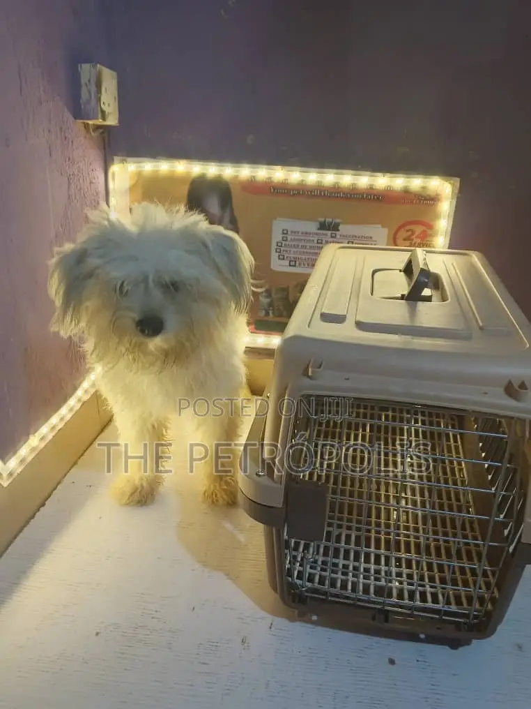 Collapsible Dog Cat Cage and Carrier