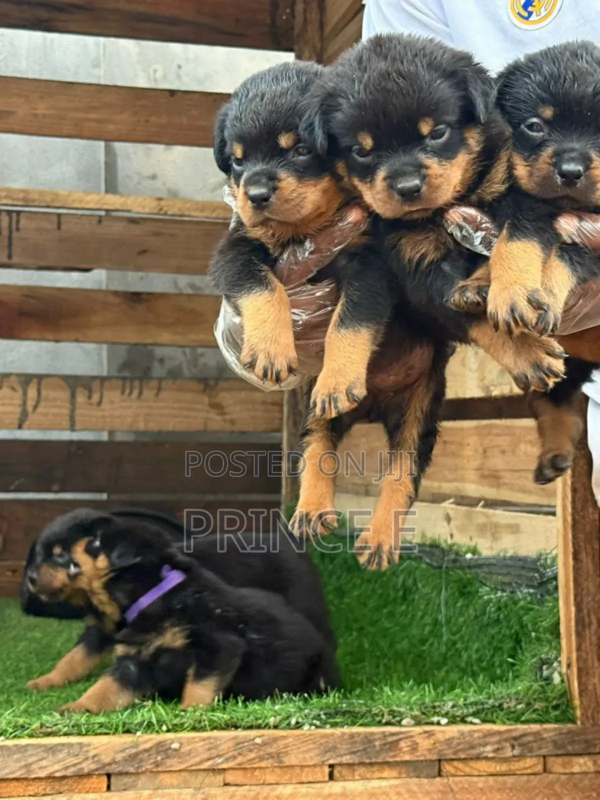 1-3 months Female Purebred Rottweiler