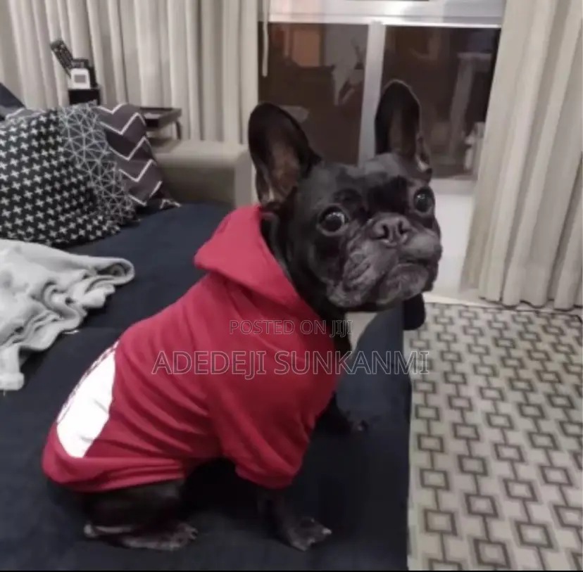 Dog Clothes Hoodies the Dog Face