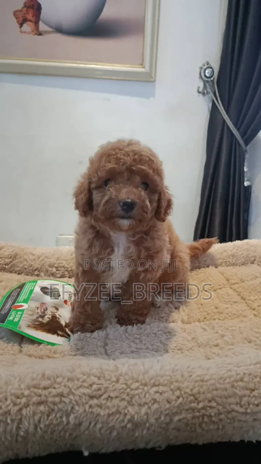 1-3 months Female Purebred Poodle