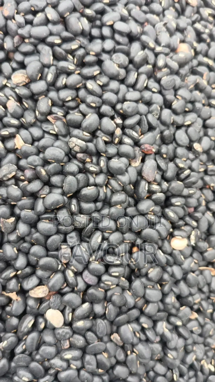 Okpa (Bambara Nut) Akidi Black