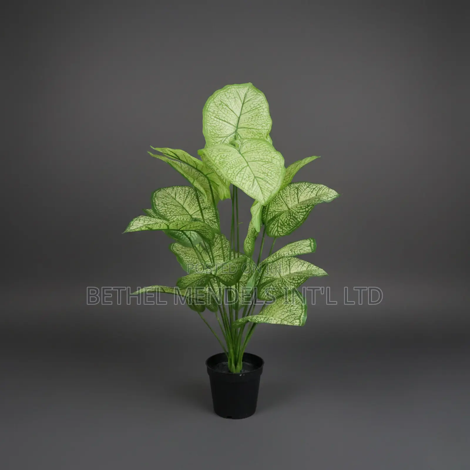 Artificial Taro Plant 75cm – Light Green Tropical Faux Plant