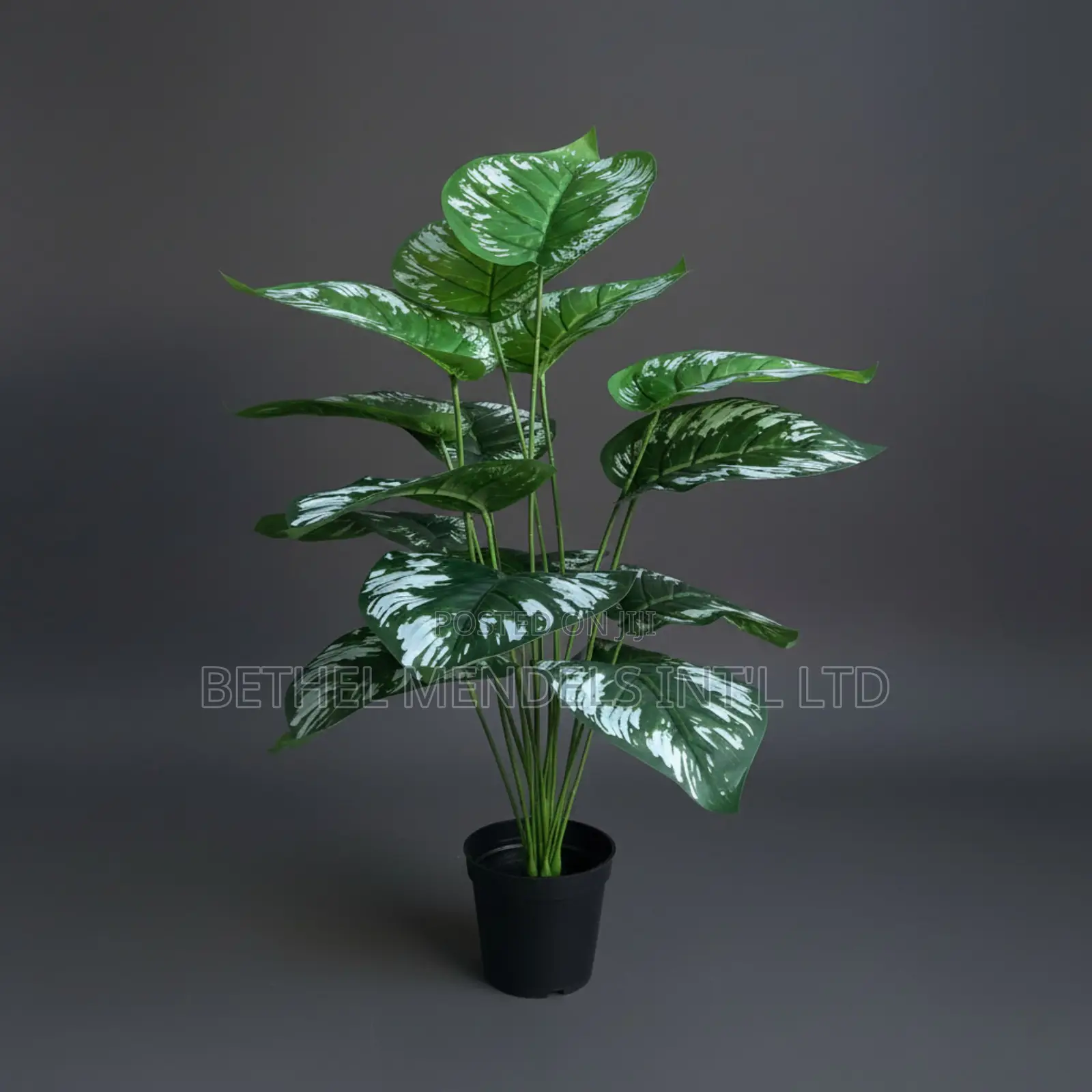 Artificial Taro Plant 80cm – White Tropical Faux Leaf Décor