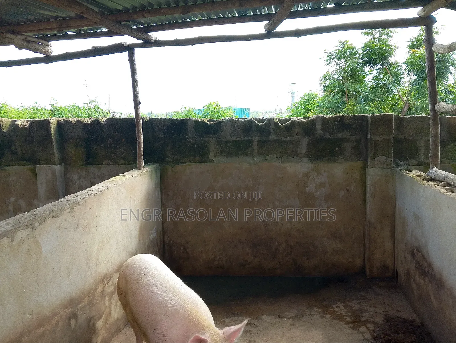 Poultry for Sale