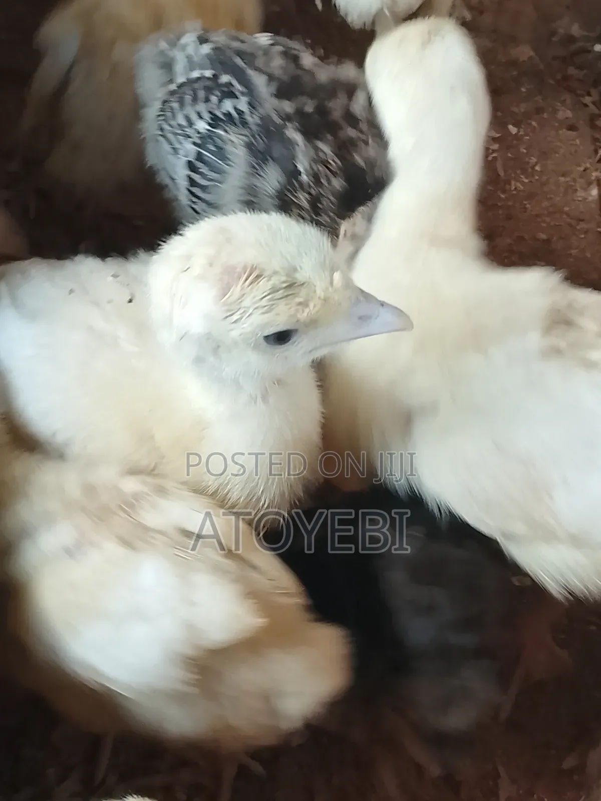 Local Turkey Is Available for Sale