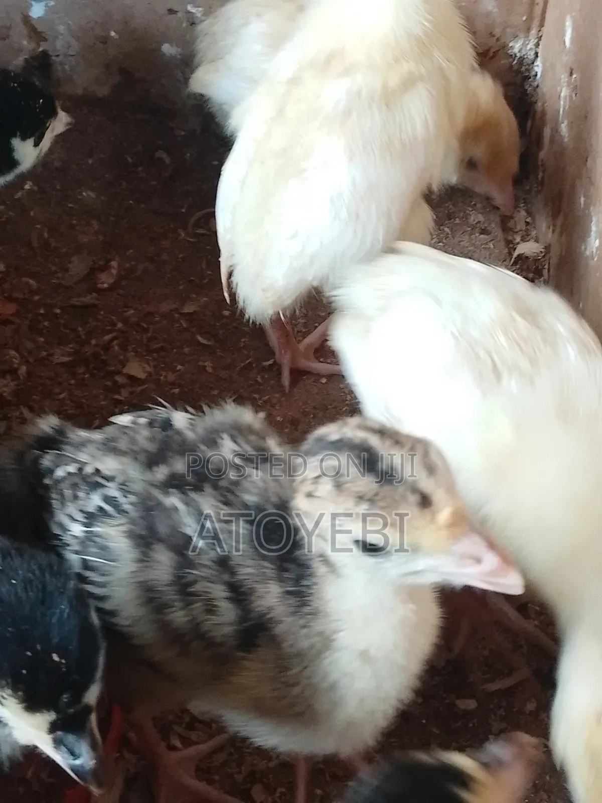 Local Turkey Is Available for Sale