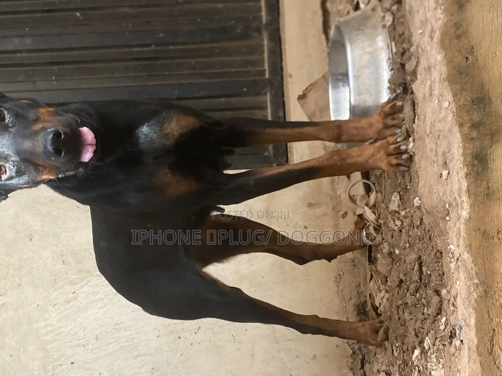 1+ year Female Purebred Doberman Pinscher