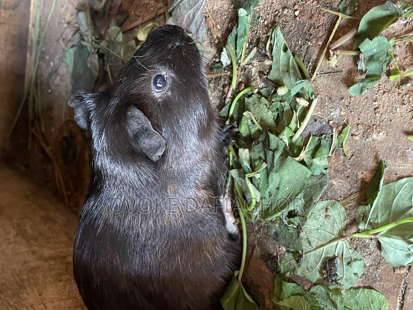 Guineapig As Pet