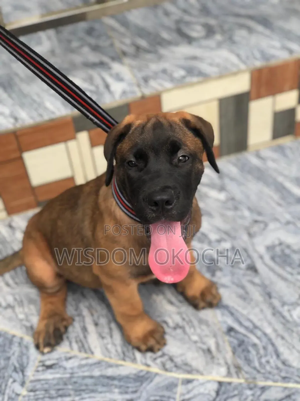 1-3 months Female Purebred Boerboel